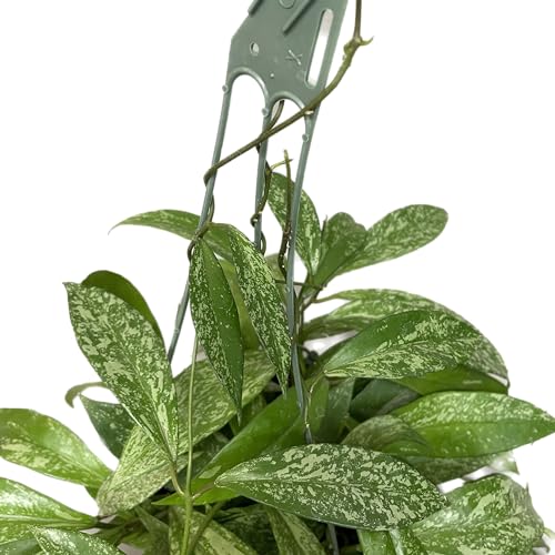 Hoya Publicalyx Splash Red Button Live Houseplant, 4" Pot U90784