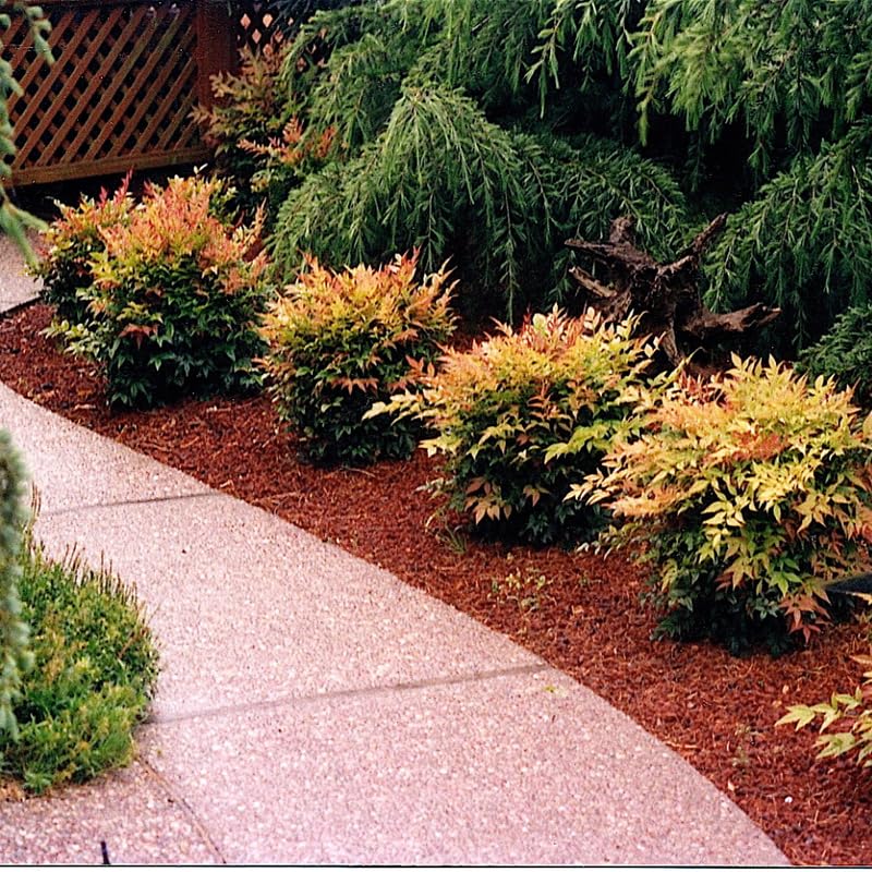 Nandina Shrub Live Plant in Quart Pot, 6 to 9 Inch Tall Z370985