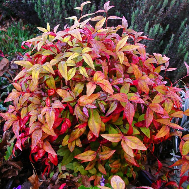 Nandina Shrub Live Plant in Quart Pot, 6 to 9 Inch Tall Z370985