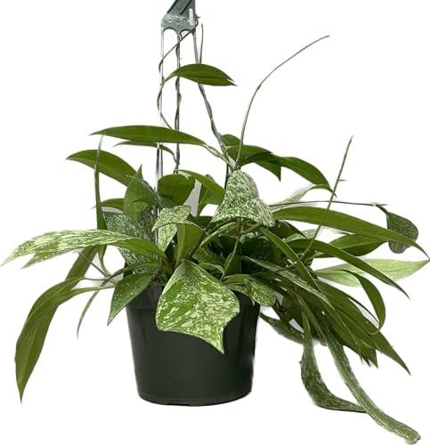 Hoya Publicalyx Splash Red Button Live Houseplant, 4" Pot U90784