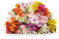 24 Multicolored Alstroemeria Bouquet Flowers, Two Dozen, Long Lasting & Hand-Tied, Farm Fresh Cut Flowers Bouquet, birthday flowers,anniversary Flowers | No Vase