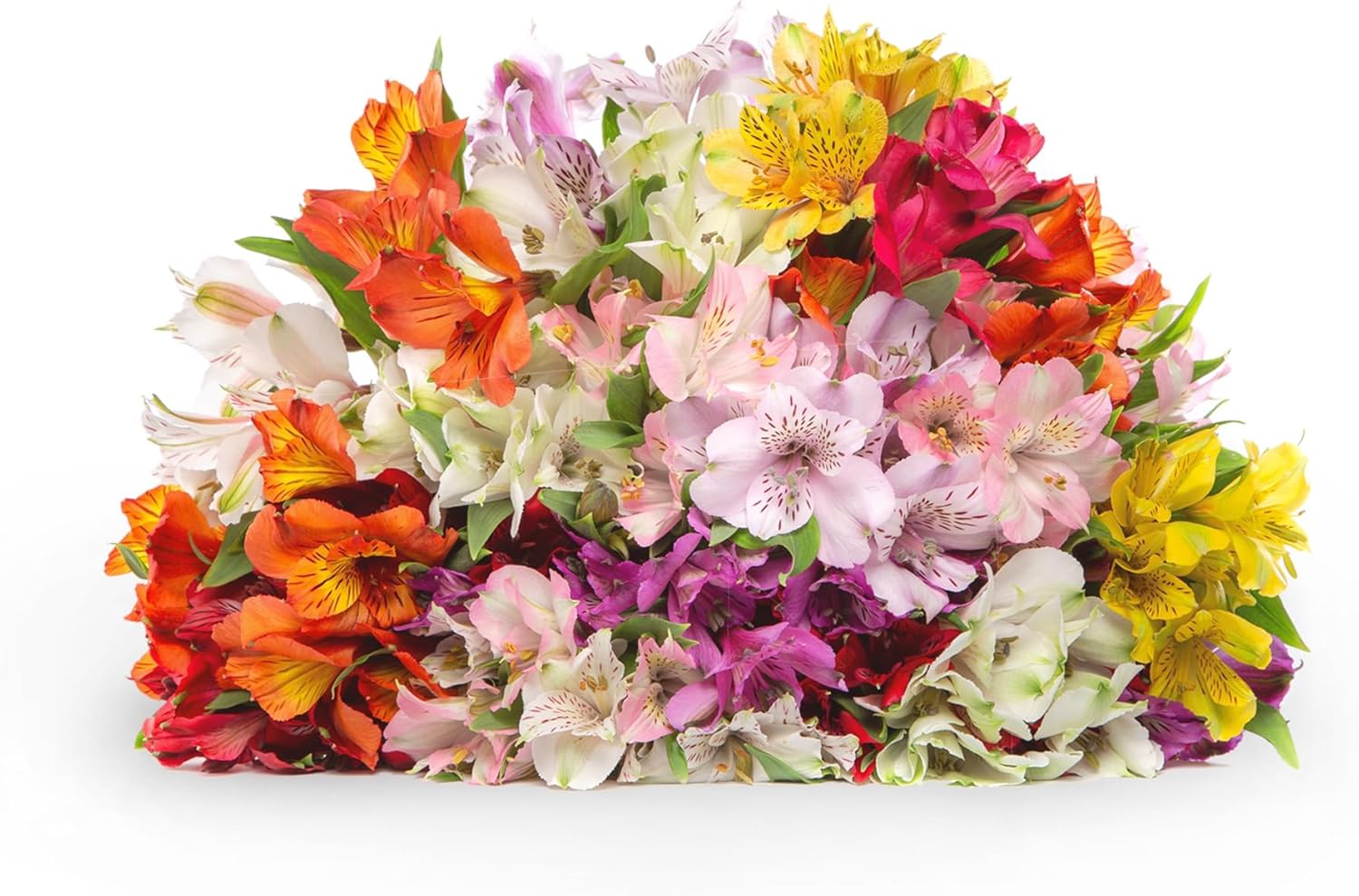 24 Multicolored Alstroemeria Bouquet Flowers, Two Dozen, Long Lasting & Hand-Tied, Farm Fresh Cut Flowers Bouquet, birthday flowers,anniversary Flowers | No Vase