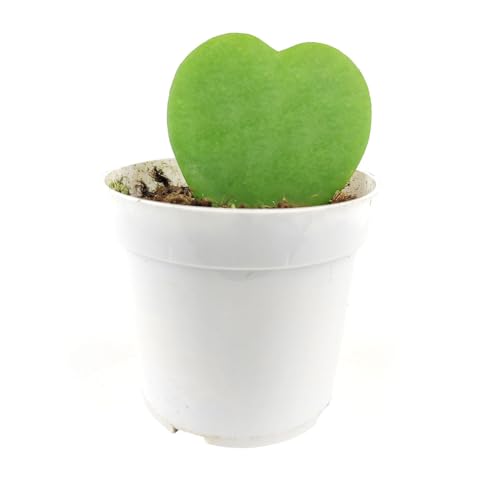 Hoya Kerrii Heart 4" Grower Pot Sweetheart Valentine Hoya Houseplant D1703