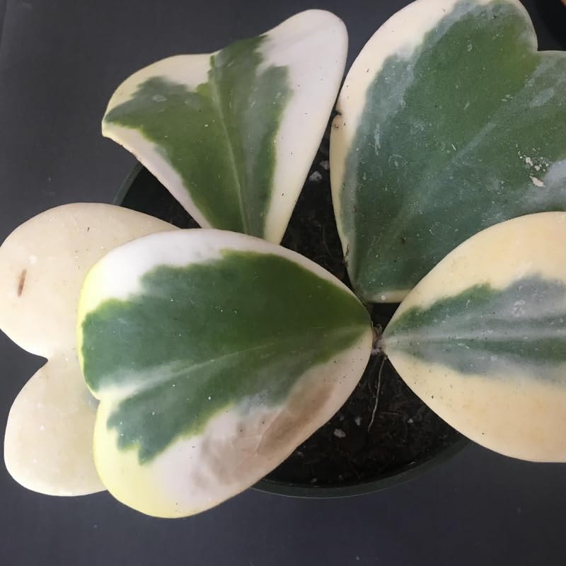 Hoya Kerrii Heart Plant 2 Inches Potted Indoor Houseplant V30352