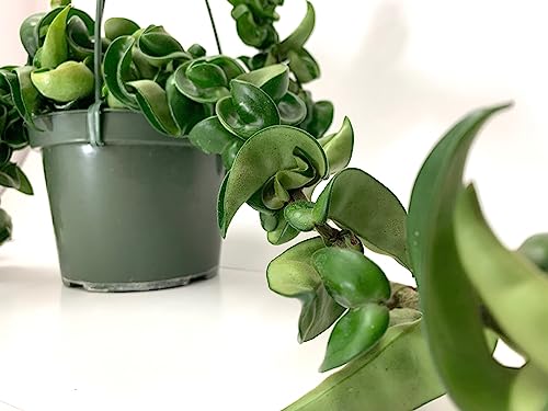 Hoya Compacta aka Hoya Hindu Rope Available in 4 inch Pot - Live Hoya Plant - Air-Purifying Plant - Hoya Plants Live Houseplants(Hoya Compacta, 4 inch Pot with 1 Plant)