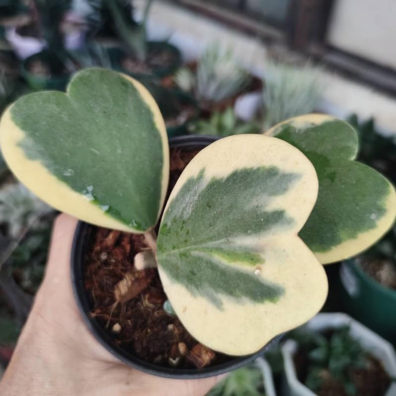 Hoya Kerrii Heart Plant 2 Inches Potted Indoor Houseplant V30352