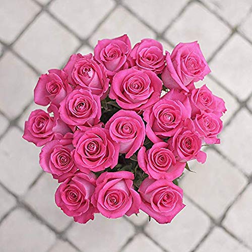 Fresh Cut 24 Red Roses Bouquet - 20" Long Stems R443599